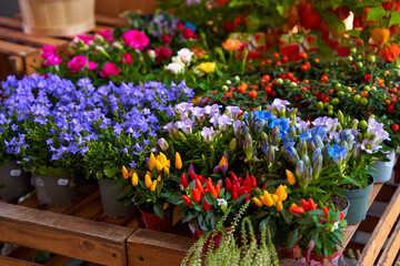 Fototapeta na wymiar small pots of blooming colorful flowers on the shelf of a flower shop