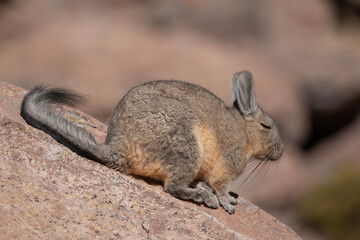 Fototapeta premium peruvian hare in the chilean north