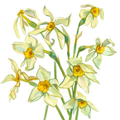 Fototapeta na wymiar Narcissus. Hand-drawn flowers with paints. Freehand drawing with watercolor. Isolated on white background