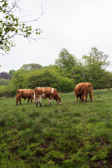 Dairy herd on a rainy day in Scotland