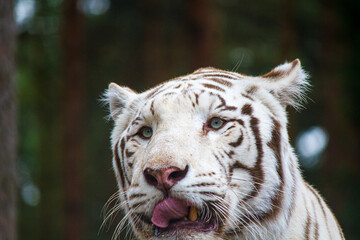 white bengal tiger