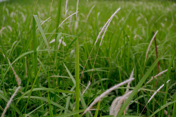 Pennisetum is a widespread genus of plants in the grass family, native to tropical and warm temperate regions of the world.