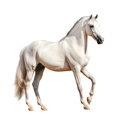 Obraz na płótnie Canvas Arabian_Horse png file. Transparent Background with generative ai