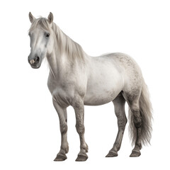 Obraz na płótnie Canvas Connemara Pony horse png file. Transparent Background with generative ai