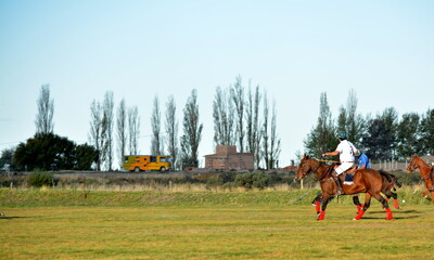 horse racing in the field
