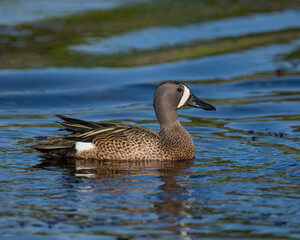 Male Blue-winged Teal swimming in the water