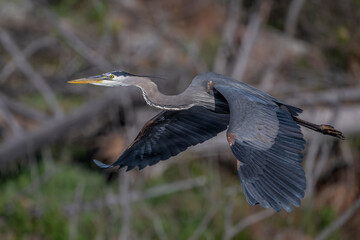 Great Blue Heron in flight