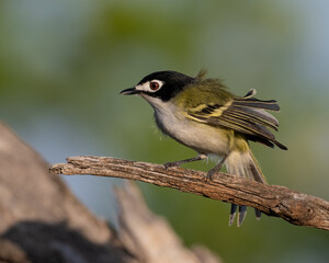 Male Black-capped Vireo