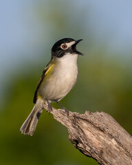 Male Black-capped Vireo