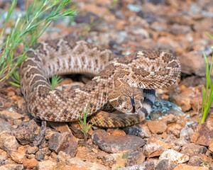 Baby Western Diamondback Rattlesnake