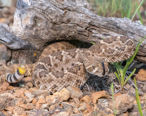 Baby Western Diamondback Rattlesnake