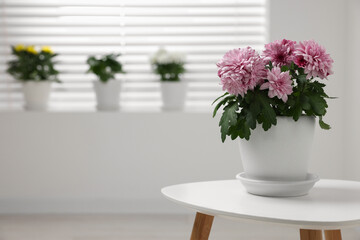 Fototapeta premium Beautiful chrysanthemum plant in flower pot on white table in room, space for text