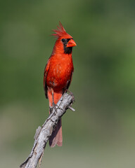 Male Northern Cardinal