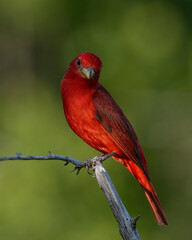 Male Summer Tanager