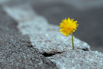 The plant, the yellow dandelion grows through the crack in the concrete, asphalt road. Concept: it...