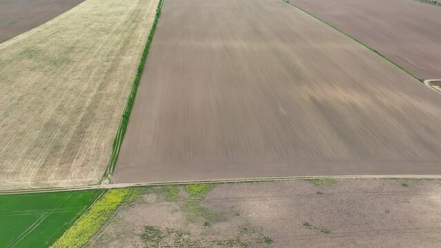 Vole common field Microtus arvalis rodent oilseed disaster extremely attacked rape Brassica napus drone aerial plant infested short-tailed pest agrestis grey-brown overpopulation yield damage Europe