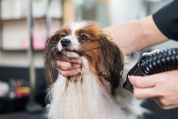 Caucasian woman dries the dog. Papillon Continental Spaniel in the grooming salon. 