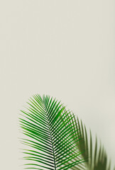 Palm Branch Wall Art on Solid Background