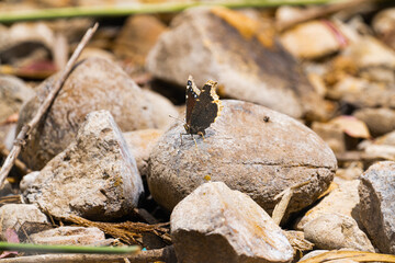 Brown butterfly on grey rocks.