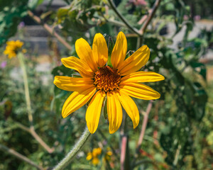 Beautiful tithonia wild flower close up