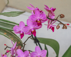 Violet orchids decorating a home close up