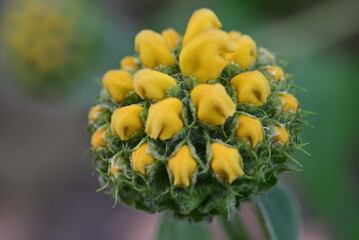 close up of yellow flower