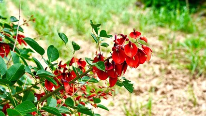 沖縄県の赤いデイゴの花