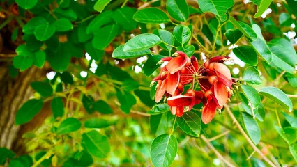 Gordijnen 沖縄県の赤いデイゴの花 © 隼人 増田