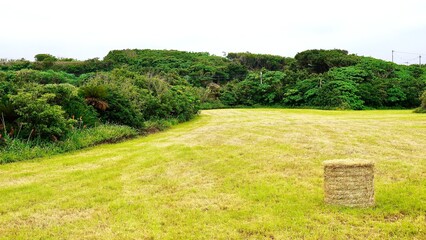 沖縄県津堅島の牧草ロール