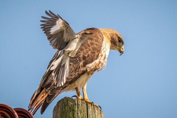 A territorial Northern mockingbird harasses a Red-tailed Hawk. Raleigh, North Carolina.