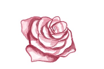 Rose Flower Water Color