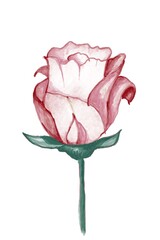 Rose Flower Water Color