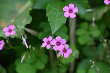 イモカタバミの花
