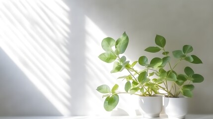 Blurred shadow from leaves plants on the white wall. Minimal abstract background for product presentation. Spring and summer