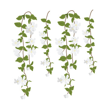 Dangling Flower Element.  Illustration of home hanging leaves of plant String of Nickels isolated on white background.