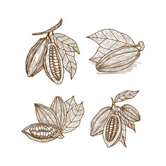 Hand Drawn Cocoa Leaves and Fruits of Cocoa Beans Outlines Collection