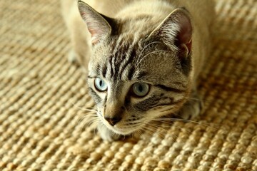 close up of a cat
