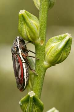 Common leafhopper. Cuerna costalis