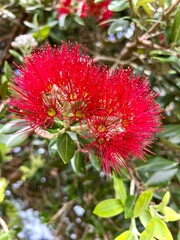 red  Pohutukawa flower
