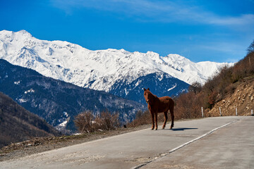 Fototapeta na wymiar Horse walking in the mountains. Rural Mountain Natural Landscape