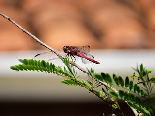 Red dragon fly on a branch