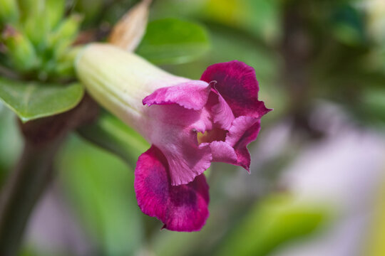 desert rose blooming