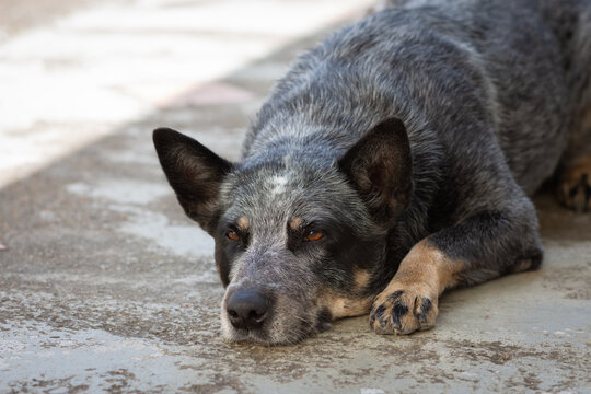 portrait of a Australian cattle dog