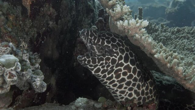 Honeycomb Moray (Gymnothorax favagineus) sits between stone and coral with its mouth open and Bluestreak Cleaner (Wrasse Labroides dimidiatus) cleans it by boldly getting into its mouth.