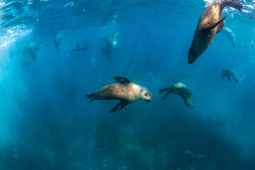 Obraz premium Australian Fur Seal, New South Wales Australia