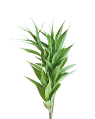 Green plant isolated on transparent background.