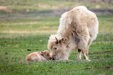 Naklejka na ściany i meble Mother and child white American bison in a green Wyoming meadow in spring grazing on the lush grass.