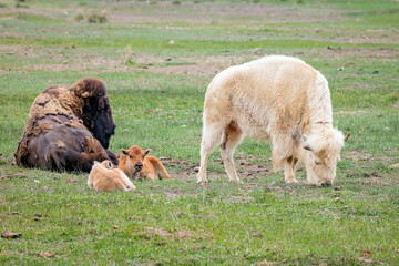 Bison buffalo family resting and grazing in the green spring meadow of Wyoming.