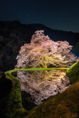 Komatsungi no Sakura at Night