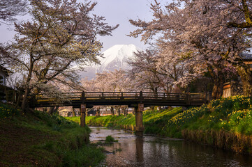 Cherry Blossom at Oshino Hakkai